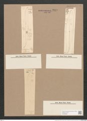 Pleurosigma speciorum W.Sm. (de-Toni-Nr.: Genus 13, Species 1007) Zeichnungen Sammlung Grunow Nr. 2049 (NHMW-BOT-W0368906)